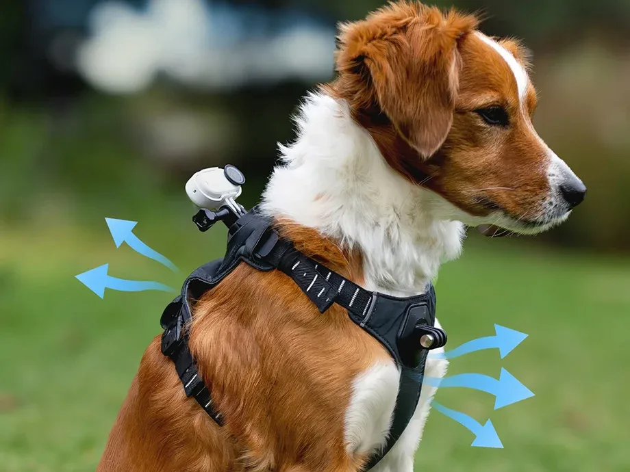 Comfortable adjustable pet harness for Insta360 action camera