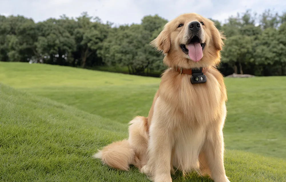 Pies rasy golden retriever siedzi na trawie z kamerą DJI Osmo Action Nano przypiętą do obroży